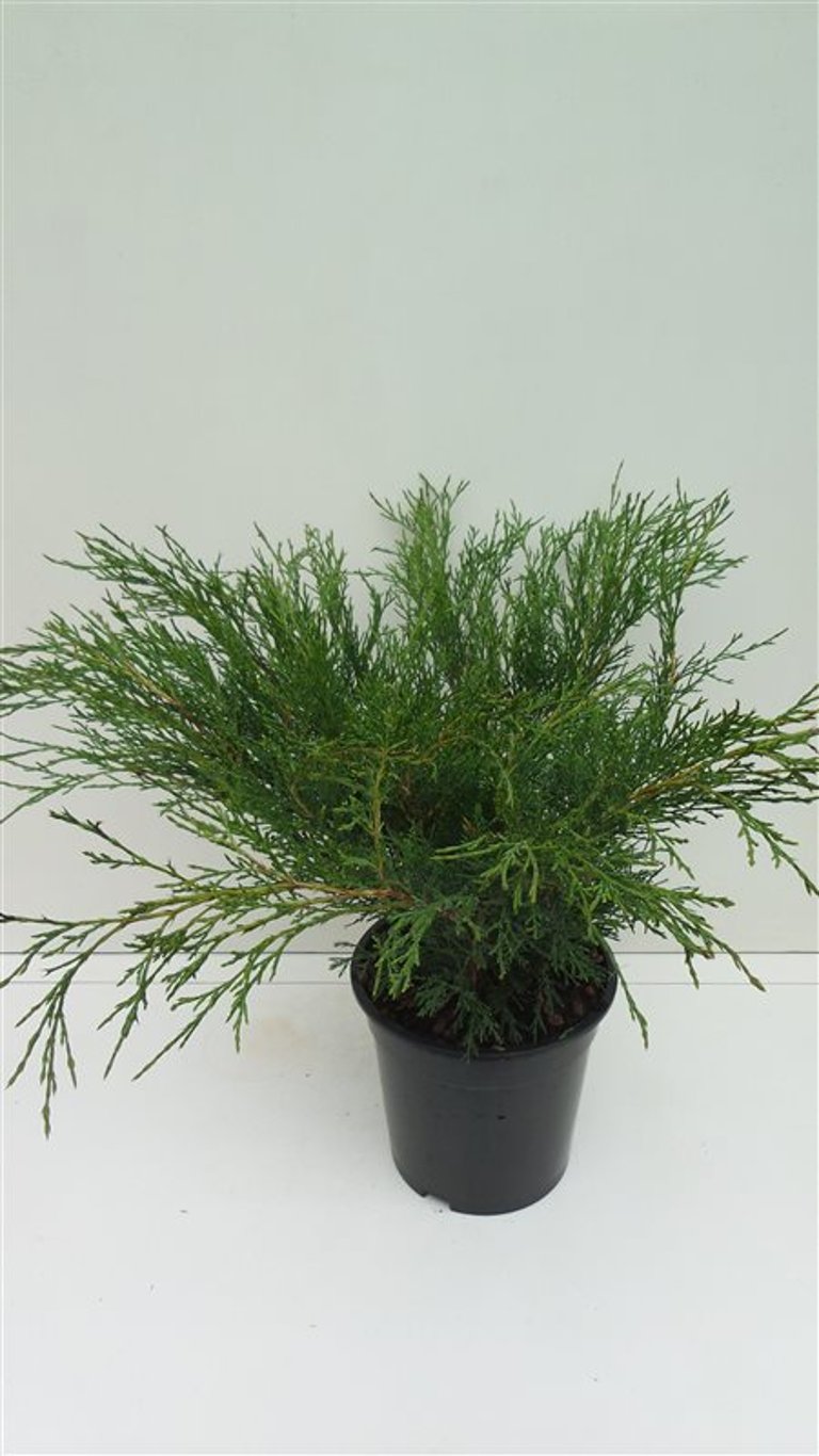 Juniperus sabina - C3 40-50 CM